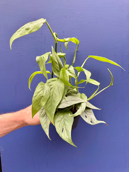 Epipremnum Pinnatum Cebu Blue - Pothos