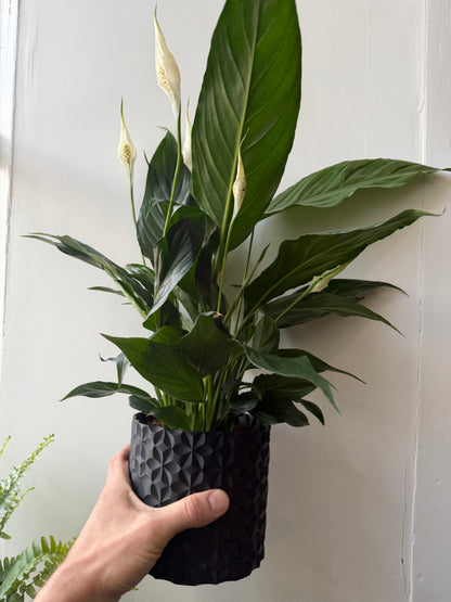 Peace Lily - Spathiphyllum Sweet Chico