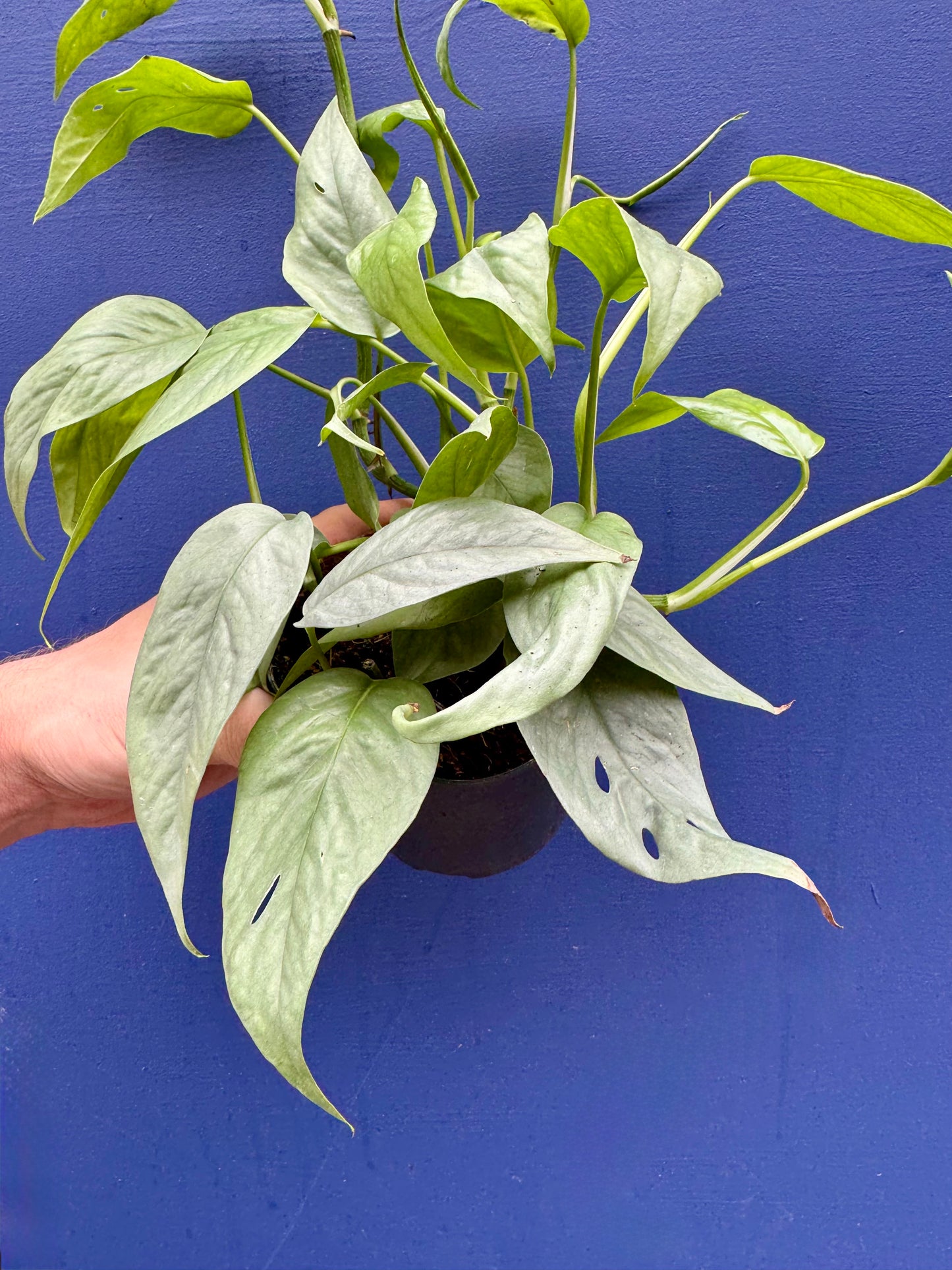 Epipremnum Pinnatum Cebu Blue - Pothos