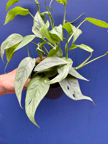 Epipremnum Pinnatum Cebu Blue - Pothos