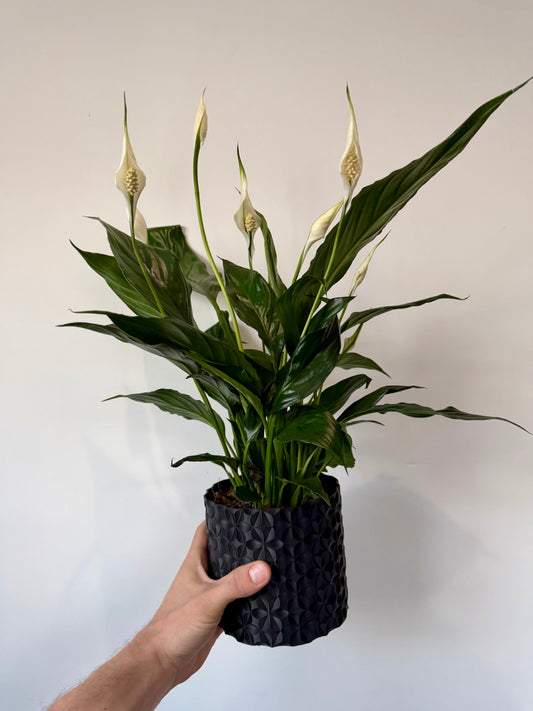 Peace Lily - Spathiphyllum Sweet Chico