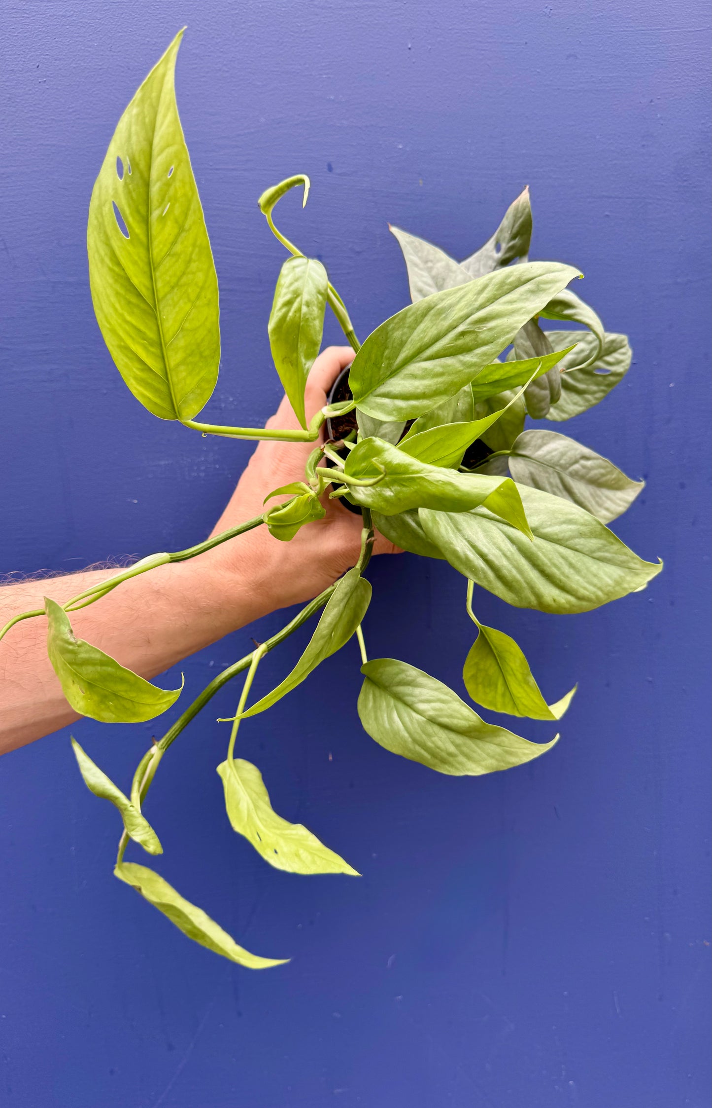 Epipremnum Pinnatum Cebu Blue - Pothos