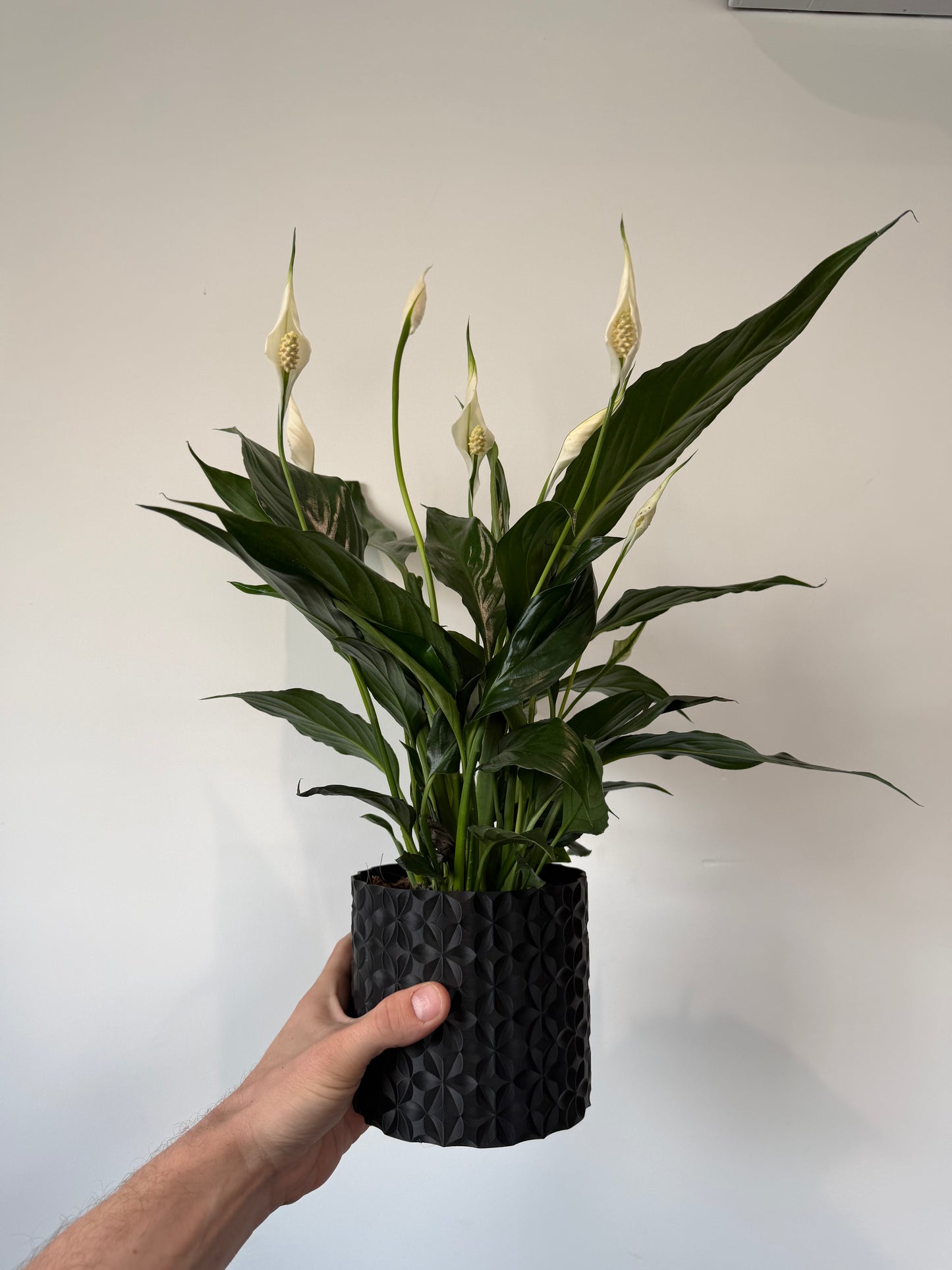 Peace Lily - Spathiphyllum Sweet Chico