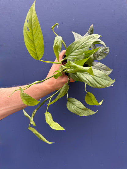 Epipremnum Pinnatum Cebu Blue - Pothos