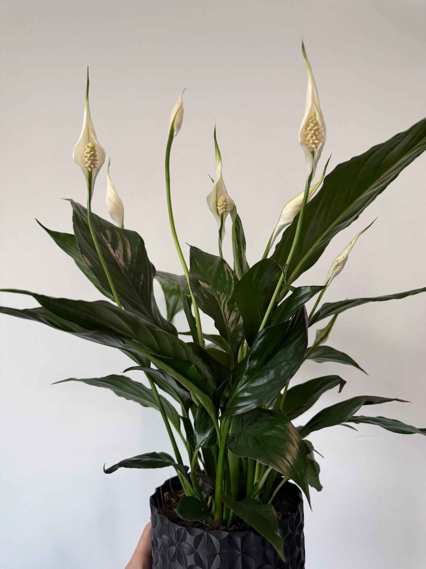 Peace Lily - Spathiphyllum Sweet Chico