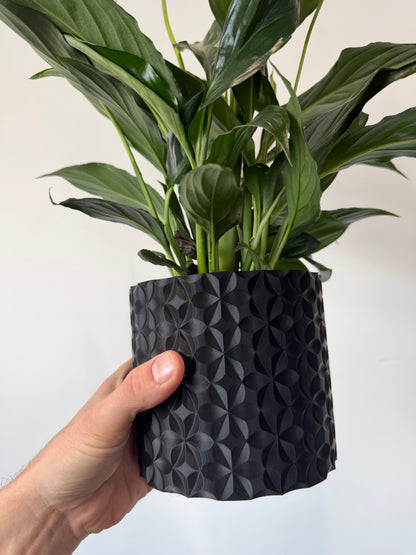 Peace Lily - Spathiphyllum Sweet Chico
