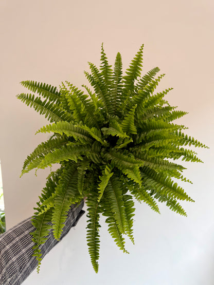 Green Lady Fern - Nephrolepis Exaltata
