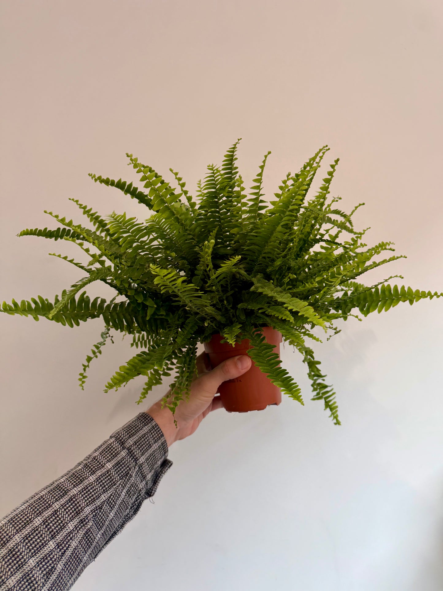 Green Lady Fern - Nephrolepis Exaltata