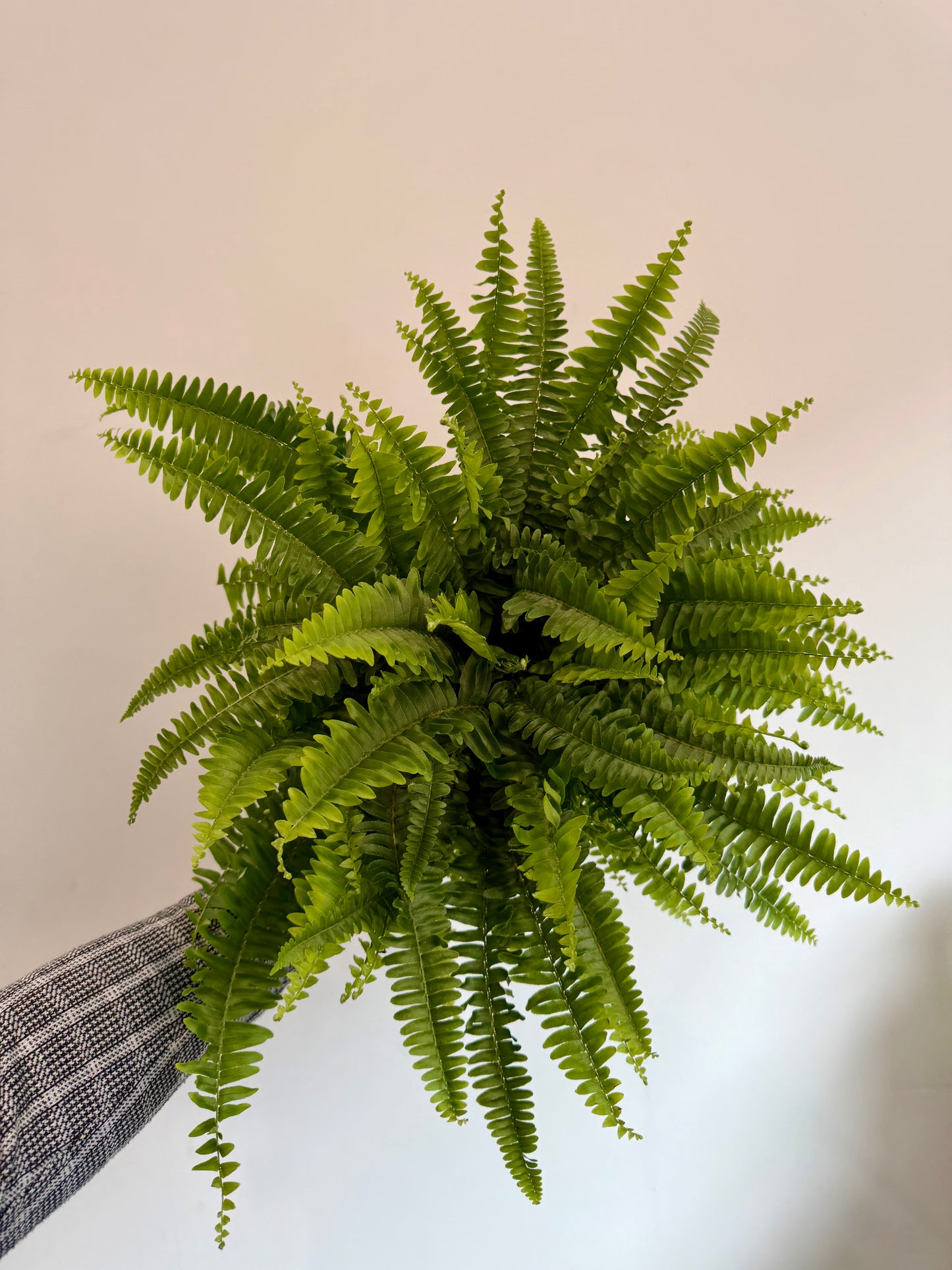 Green Lady Fern - Nephrolepis Exaltata