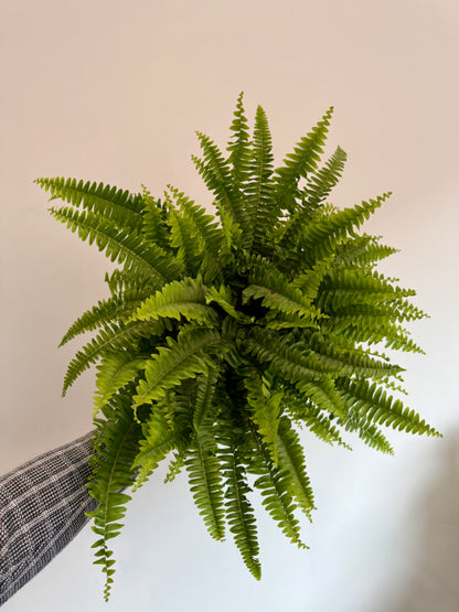 Green Lady Fern - Nephrolepis Exaltata