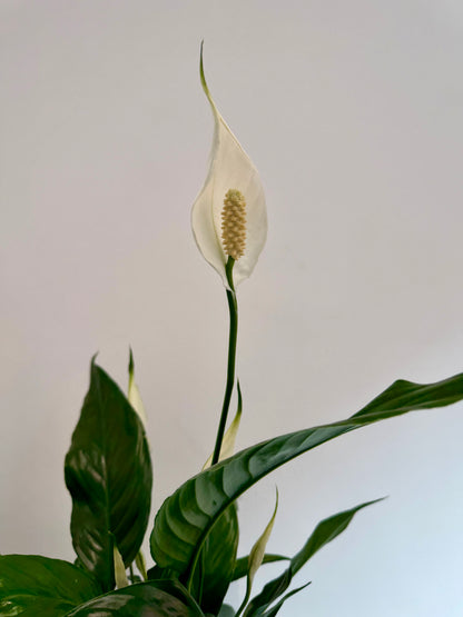 Peace Lily - Spathiphyllum Sweet Chico