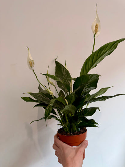 Peace Lily - Spathiphyllum Sweet Chico
