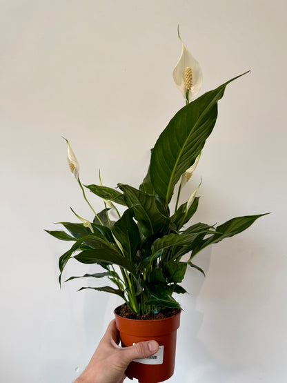 Peace Lily - Spathiphyllum Sweet Chico