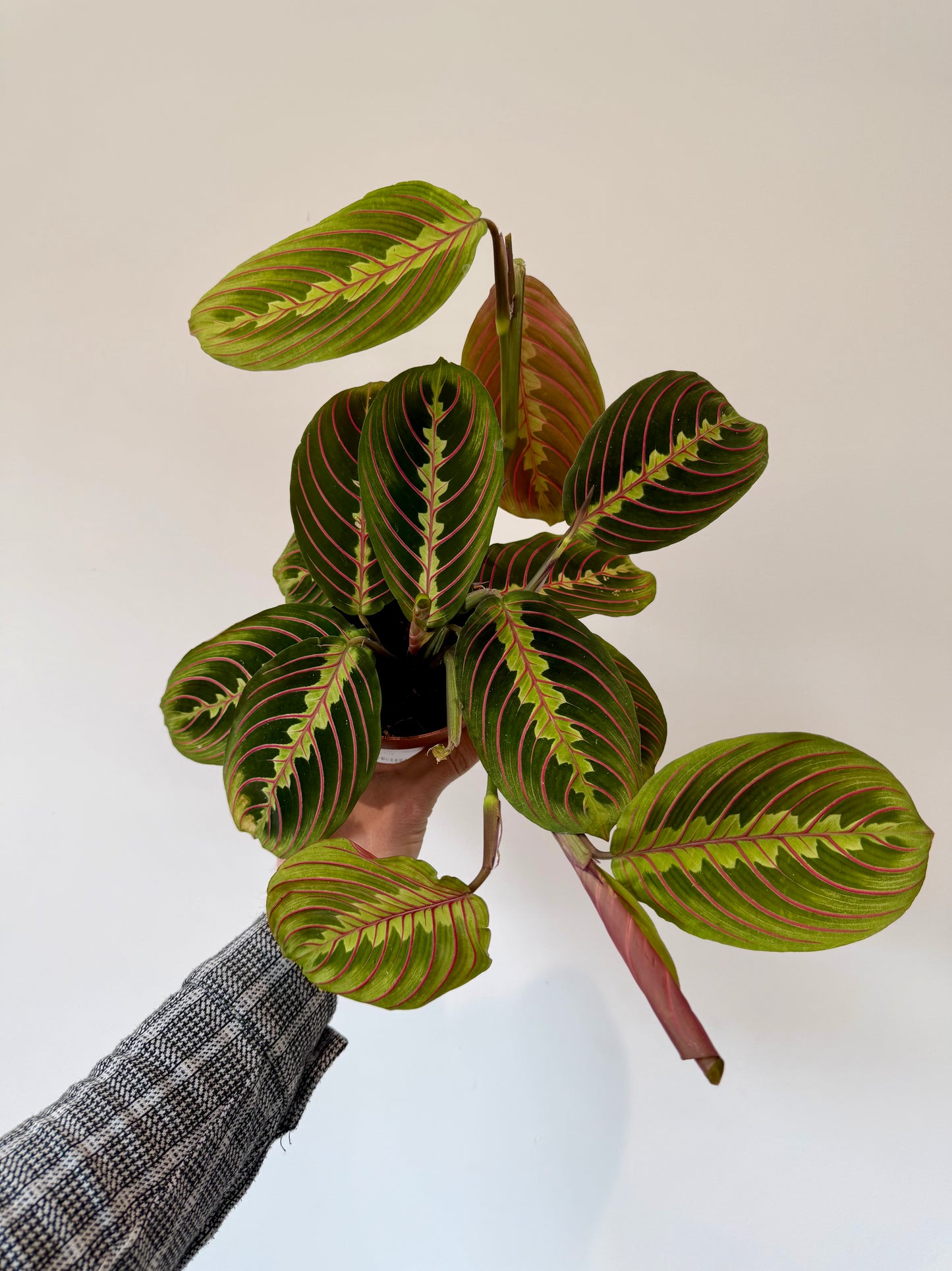 Prayer Plant - Maranta Leuconeura Fascinator
