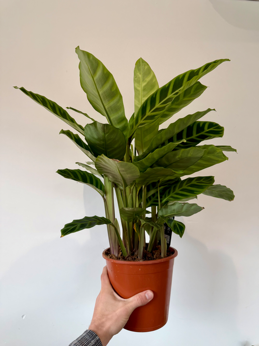 Zebra Plant - Calathea Zebrina