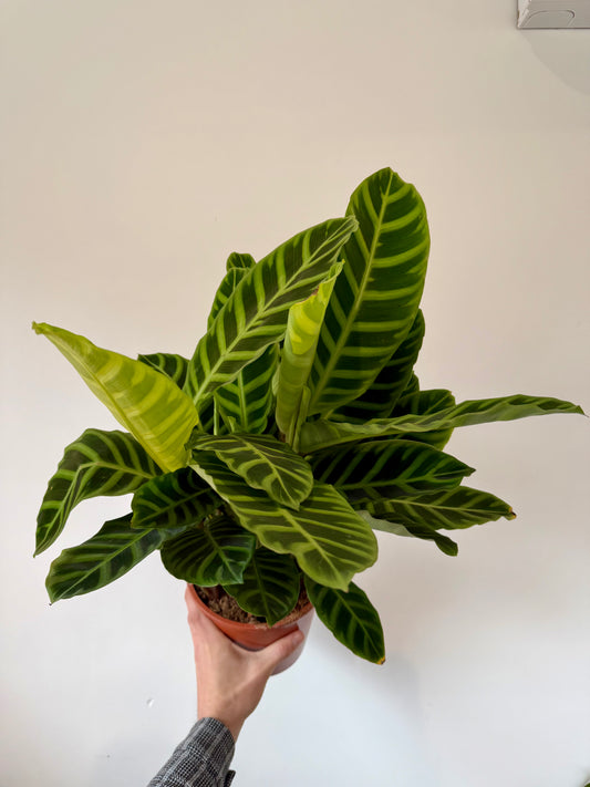 Zebra Plant - Calathea Zebrina