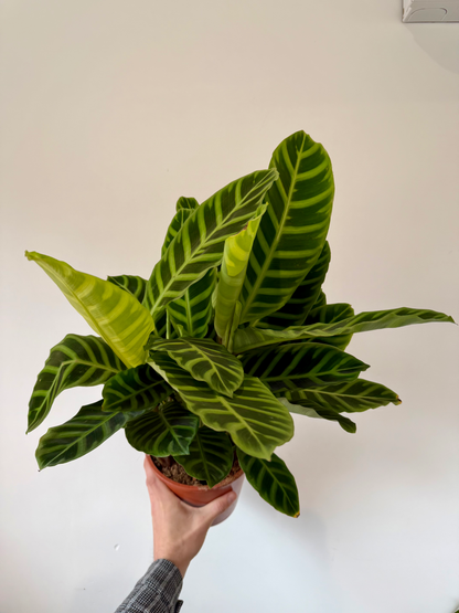 Zebra Plant - Calathea Zebrina