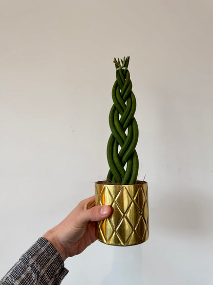 Braided Snake Plant - Sanseviera Cylindrica Braided
