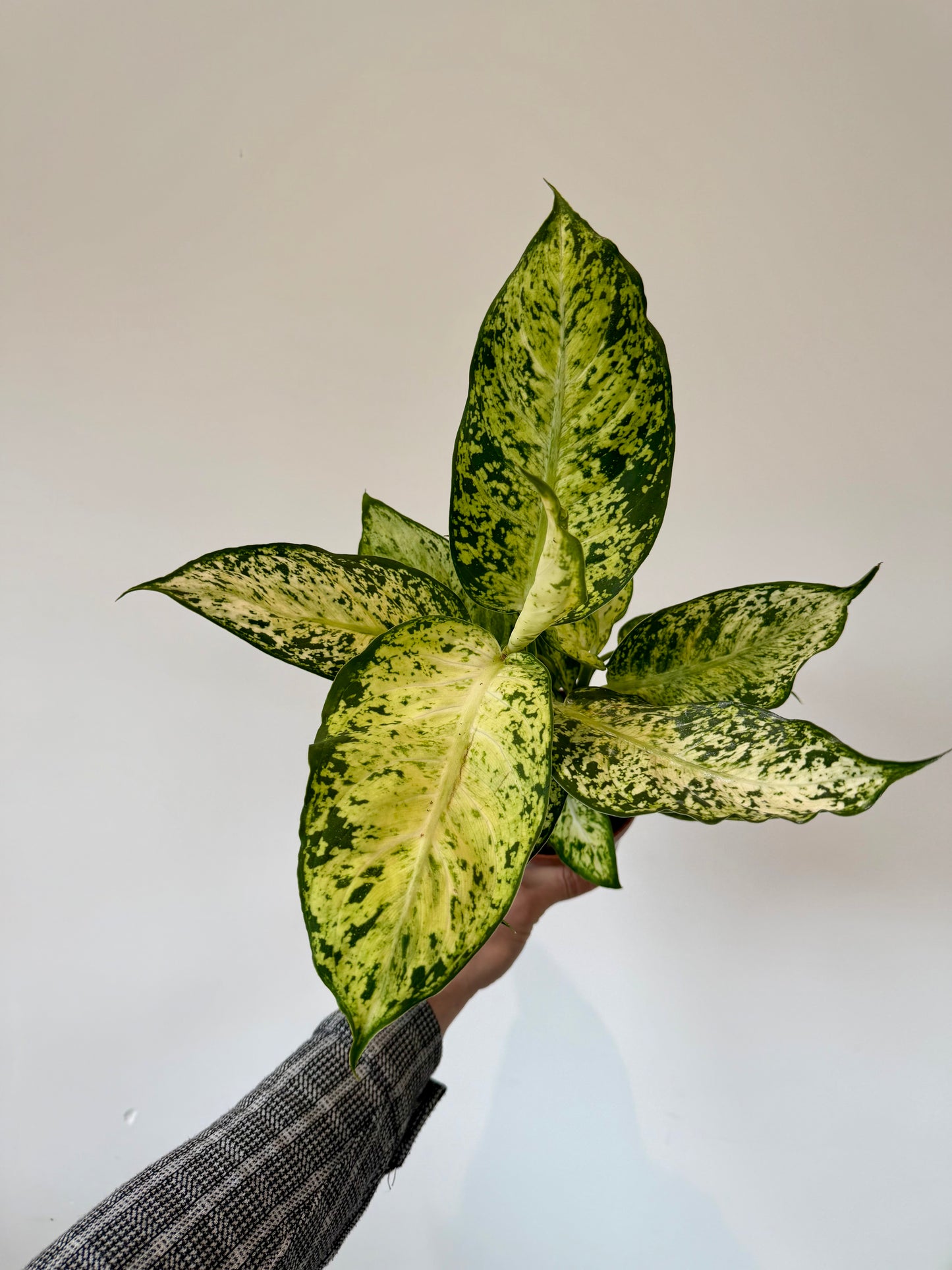 Dumb Cane Plant - Dieffenbachia Amy