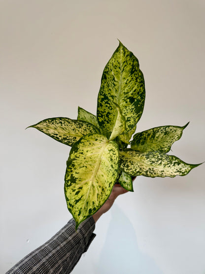 Dumb Cane Plant - Dieffenbachia Amy