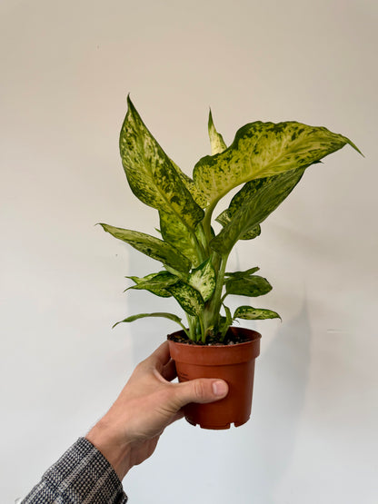 Dumb Cane Plant - Dieffenbachia Amy
