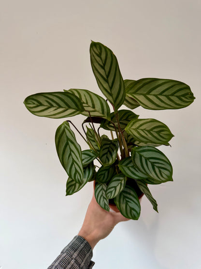 Never Never Plant - Ctenanthe Setosa