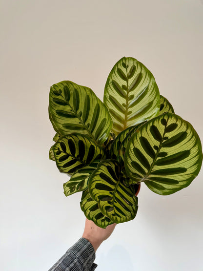 Peacock Calathea - Calathea Makoyana