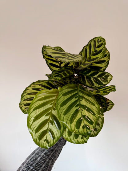 Peacock Calathea - Calathea Makoyana