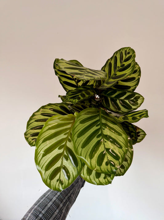 Peacock Calathea - Calathea Makoyana