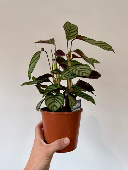 Never Never Plant - Ctenanthe Setosa