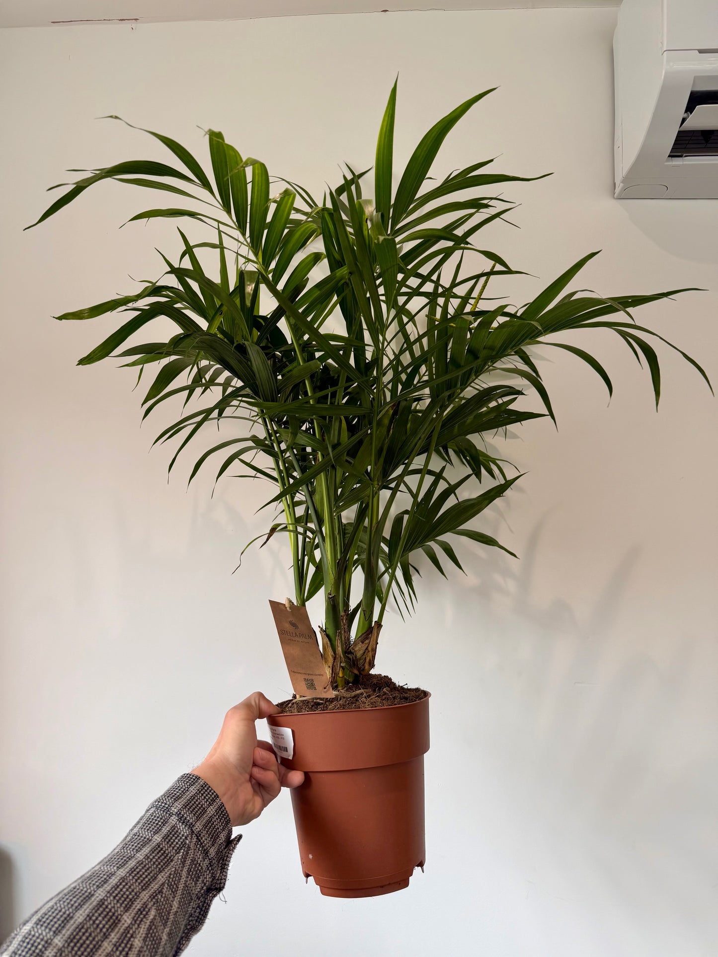 Stella Palm - Chamaedorea Cataractarum Stella