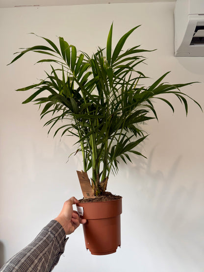 Stella Palm - Chamaedorea Cataractarum Stella