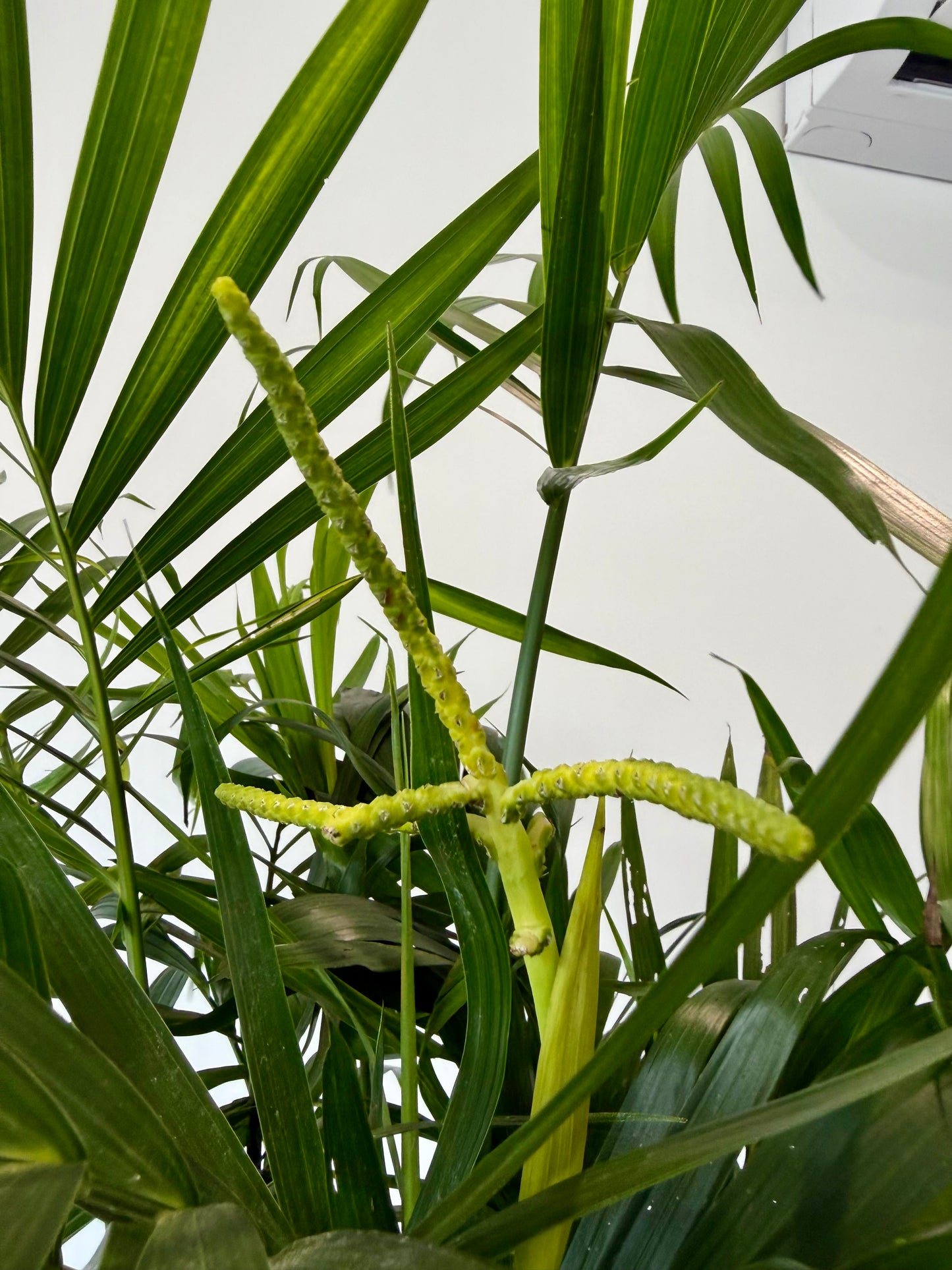 Stella Palm - Chamaedorea Cataractarum Stella