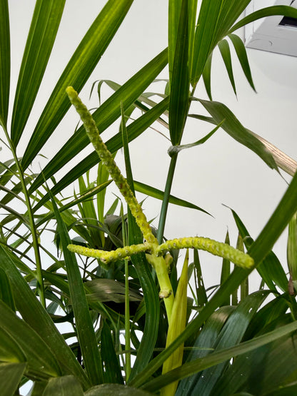 Stella Palm - Chamaedorea Cataractarum Stella