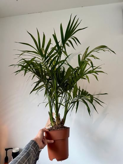 Stella Palm - Chamaedorea Cataractarum Stella