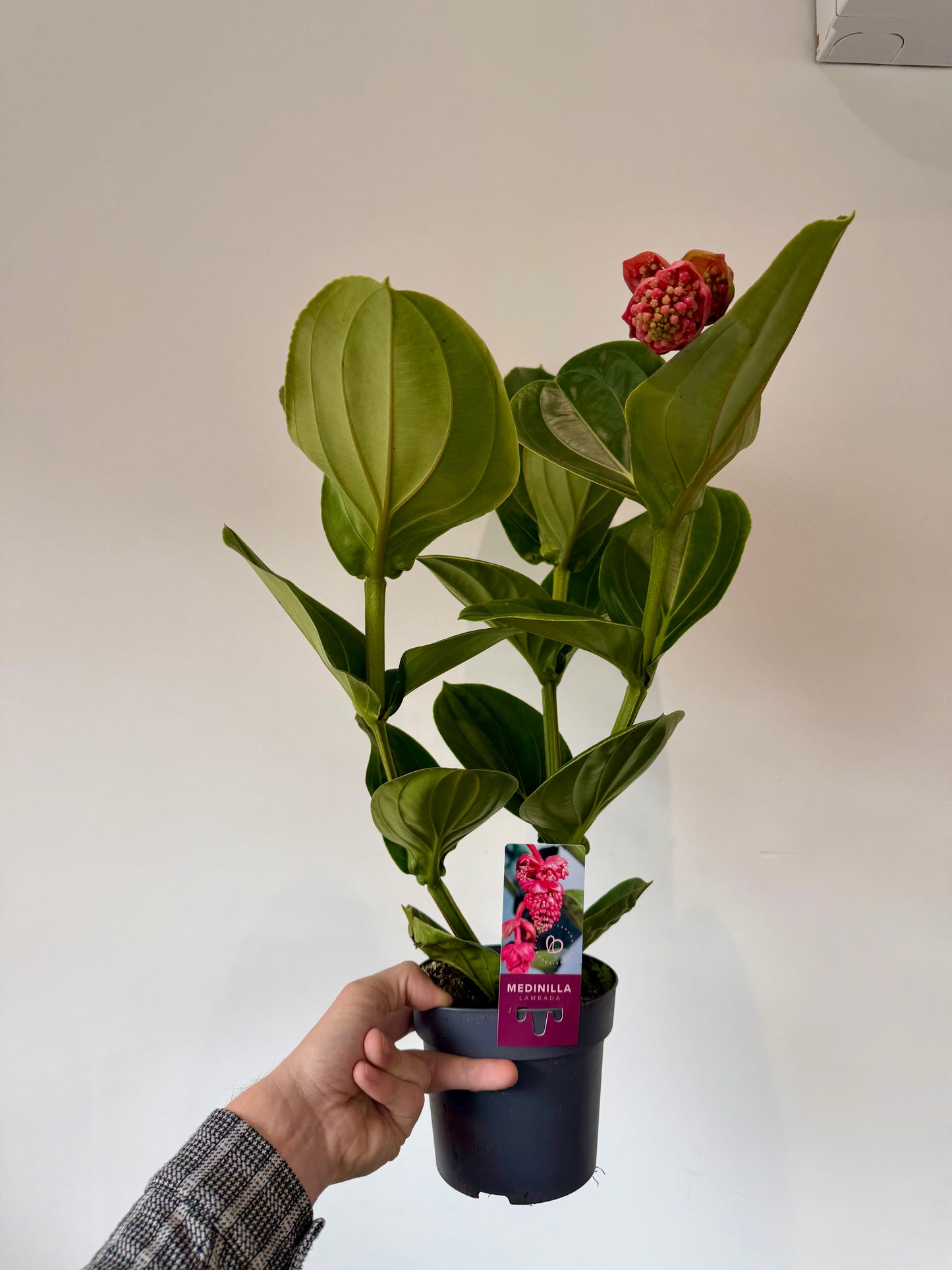 Rose Grape - Medinilla Flamenco Lambada