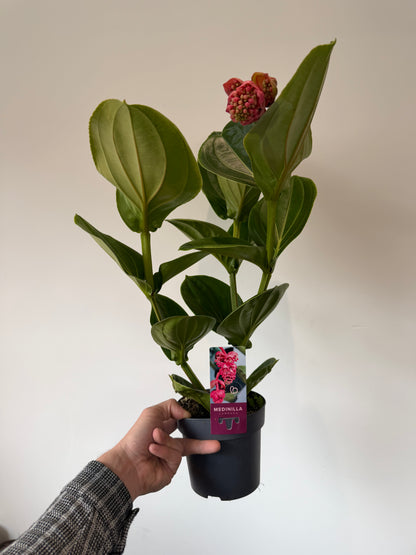 Rose Grape - Medinilla Flamenco Lambada