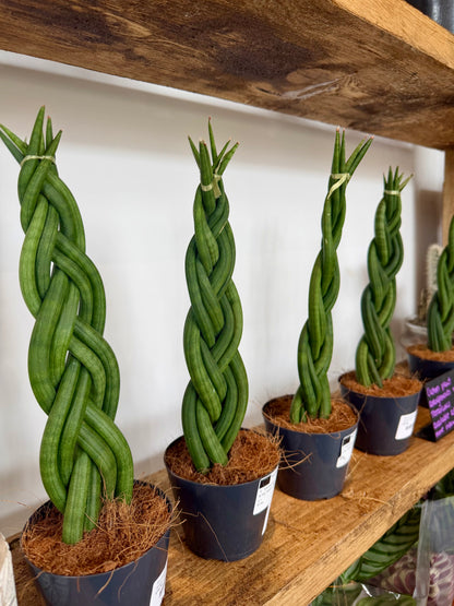 Braided Snake Plant - Sanseviera Cylindrica Braided