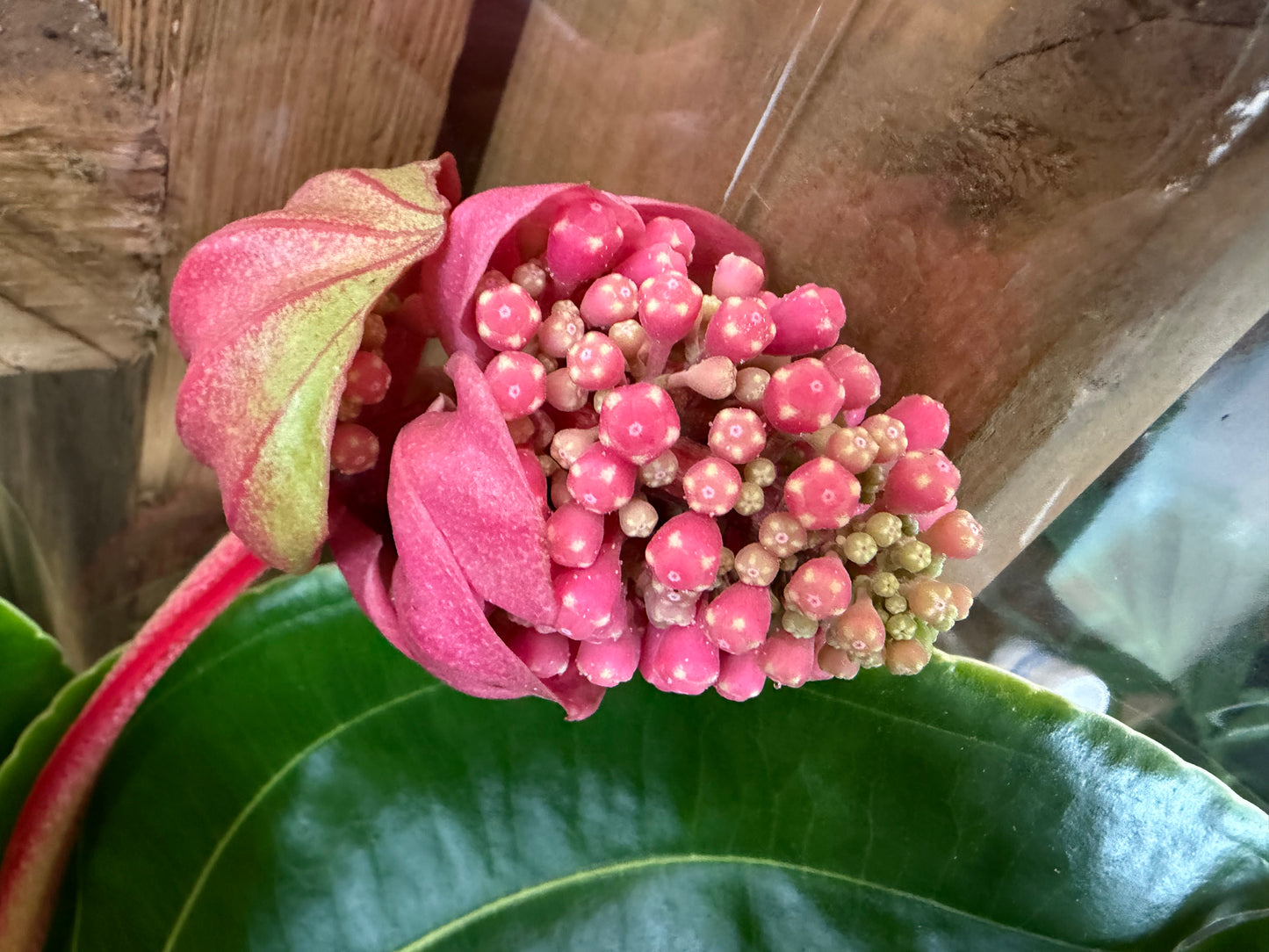 Rose Grape - Medinilla Flamenco Lambada