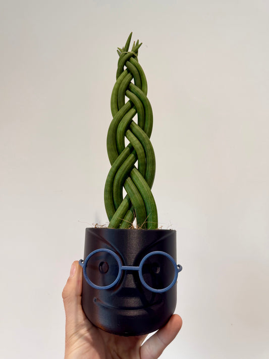 Braided Snake Plant - Sanseviera Cylindrica Braided
