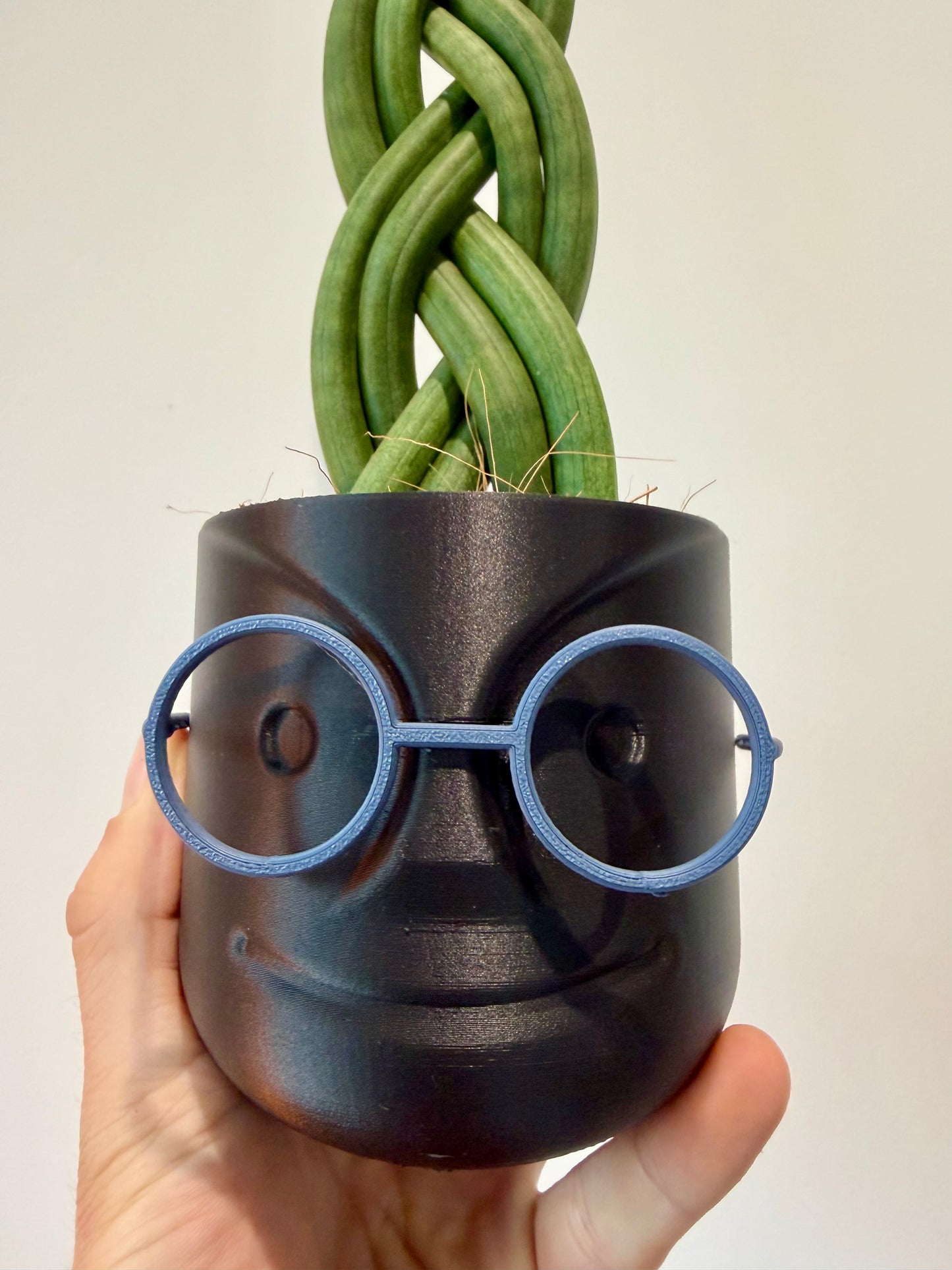 Braided Snake Plant - Sanseviera Cylindrica Braided