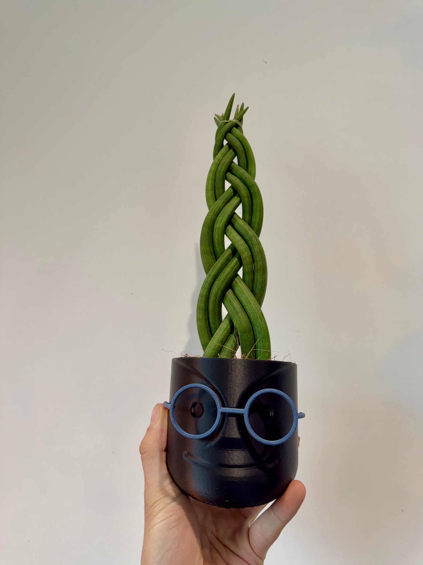 Braided Snake Plant - Sanseviera Cylindrica Braided