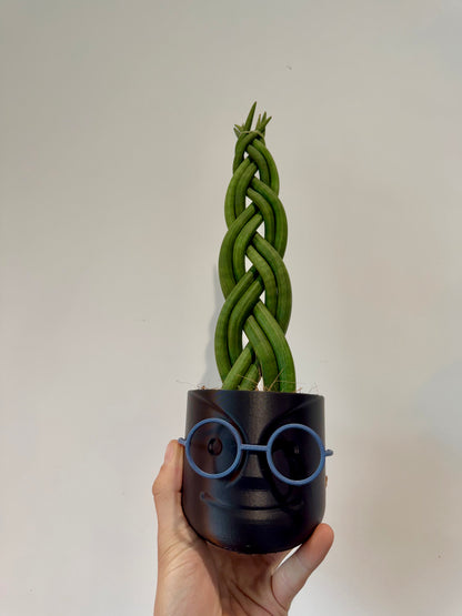 Braided Snake Plant - Sanseviera Cylindrica Braided