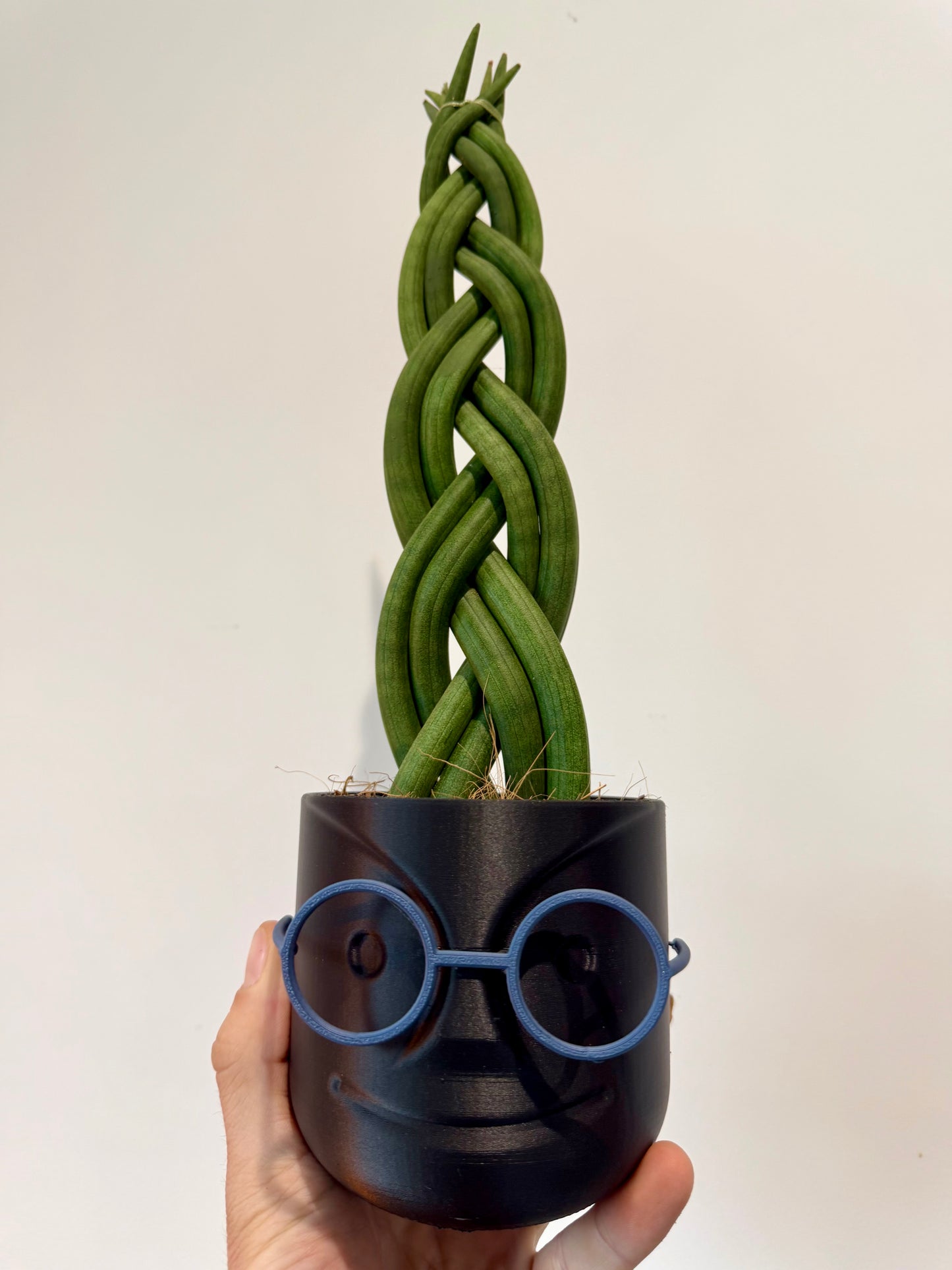 Braided Snake Plant - Sanseviera Cylindrica Braided