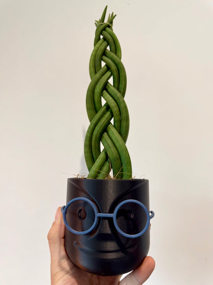 Braided Snake Plant - Sanseviera Cylindrica Braided