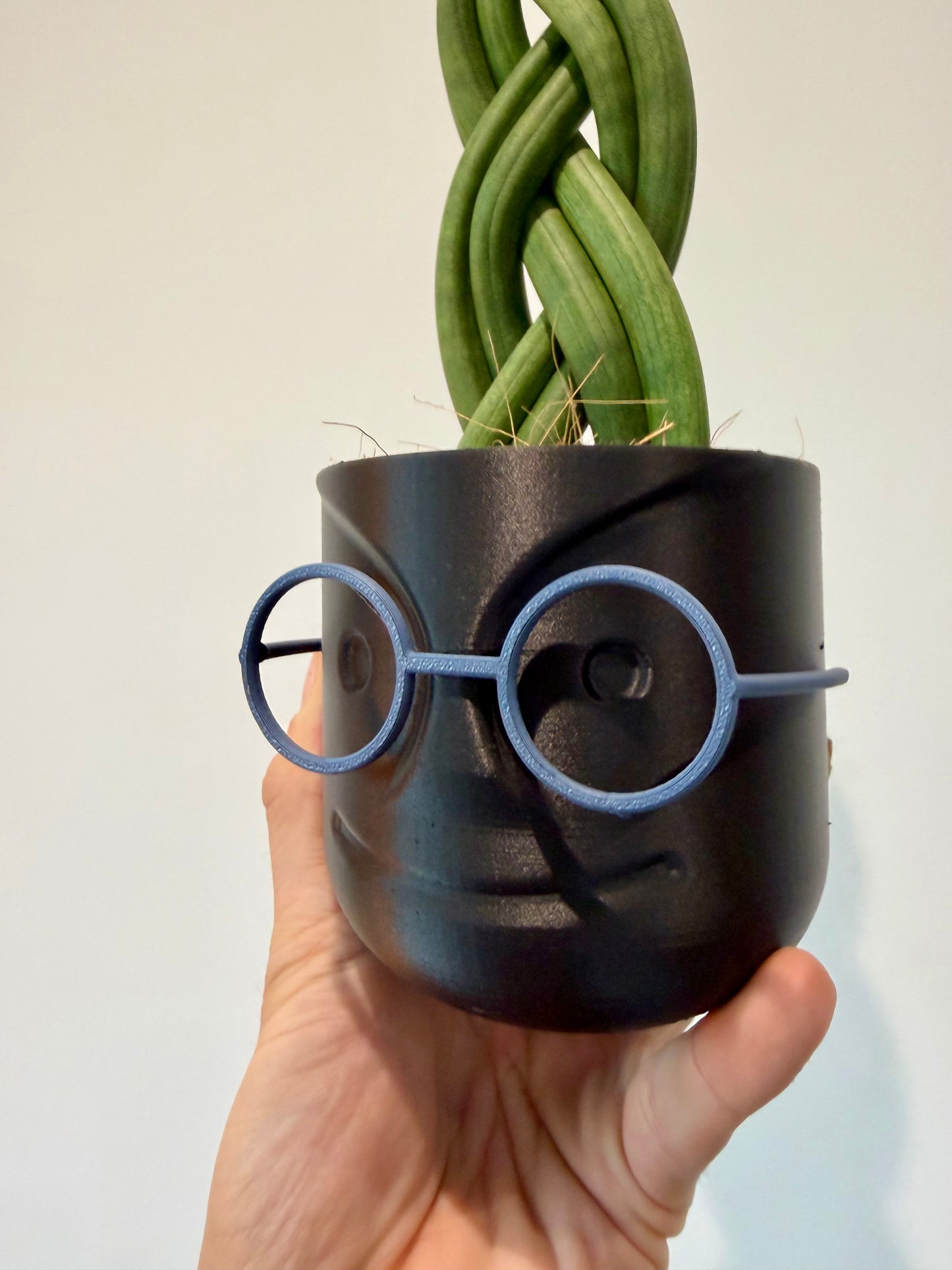 Braided Snake Plant - Sanseviera Cylindrica Braided