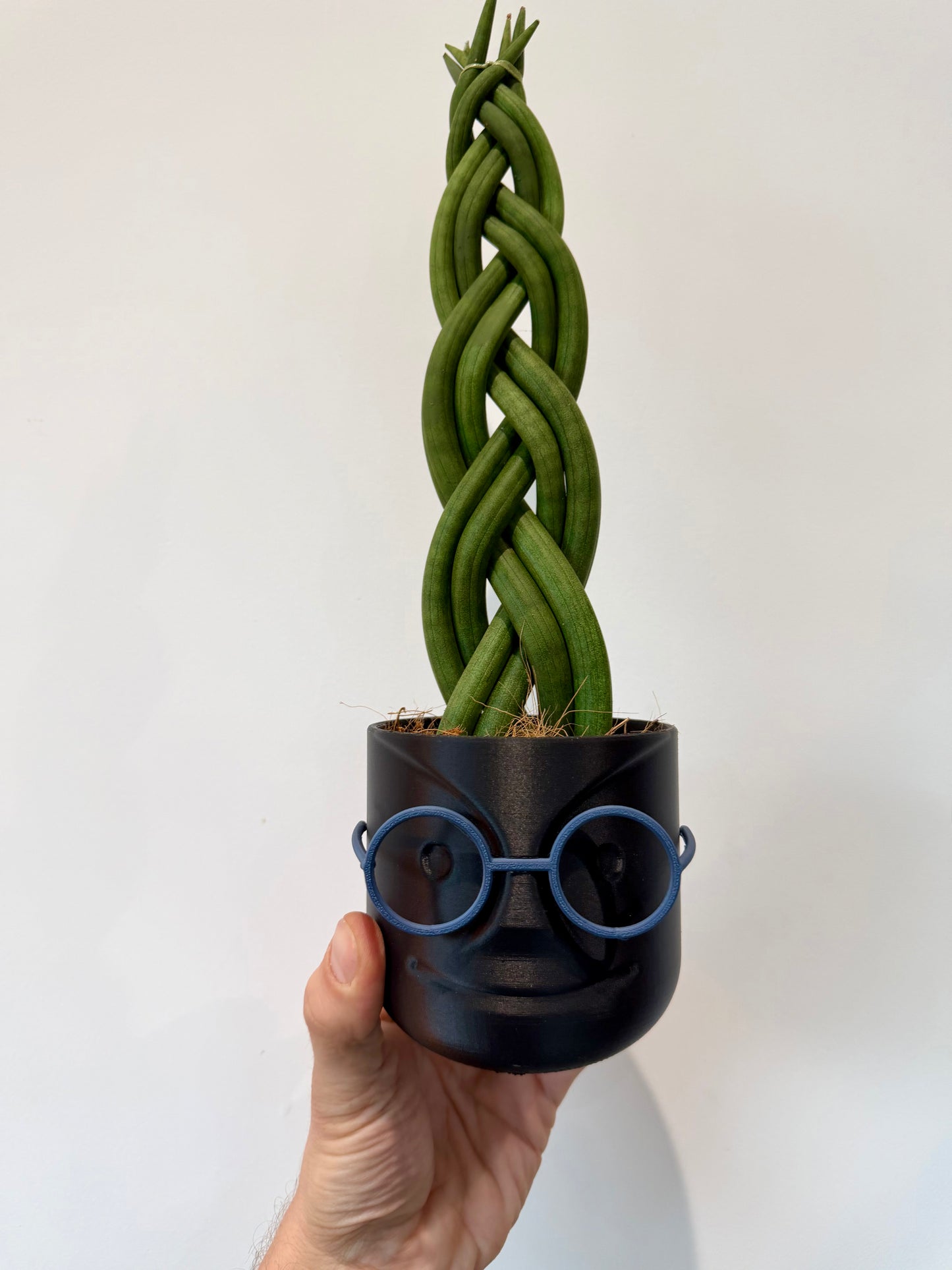 Braided Snake Plant - Sanseviera Cylindrica Braided