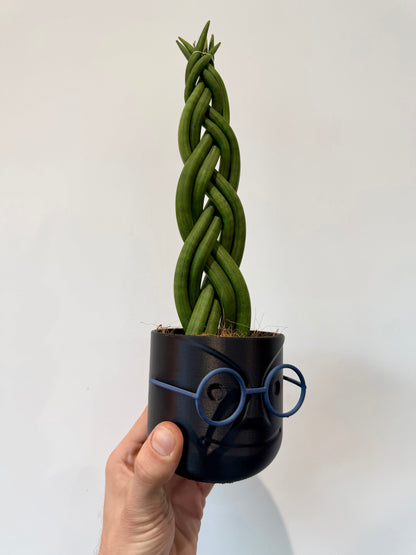 Braided Snake Plant - Sanseviera Cylindrica Braided