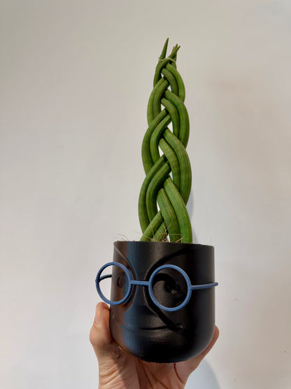 Braided Snake Plant - Sanseviera Cylindrica Braided
