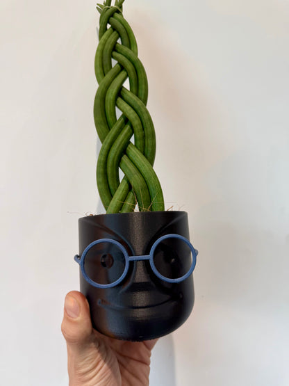 Braided Snake Plant - Sanseviera Cylindrica Braided